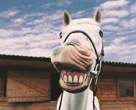 Are You Off to the Races This Summer?