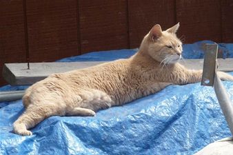 This Mayor is Feline Fine: Locals Vote Cat into Office