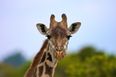 Dublin Zoo is celebrating a new arrival…