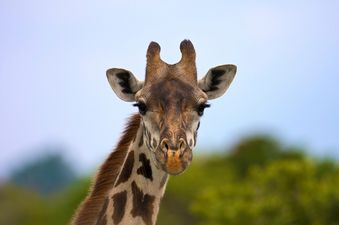 Dublin Zoo is celebrating a new arrival…