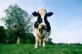 Friends For-heifer – Study set to Examine the Social Networking of Cows