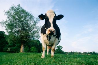 Friends For-heifer – Study set to Examine the Social Networking of Cows