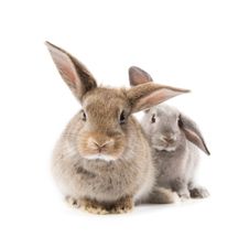 Against Animal Testing? Here’s Our Favourite Animal Friendly Brands