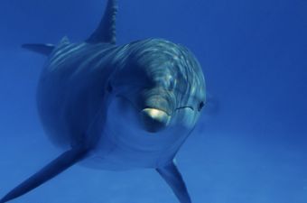 Victoria Beckham and the Dolphin – One for the Album!