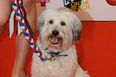 BGT Winner Pudsey Lands Action Role in Film