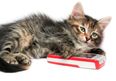 Does Your Cat Need This New iPad App?