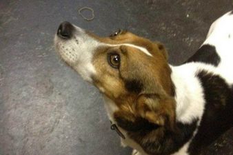 Updated! Do You Know This Pooch? Dog Found on Train