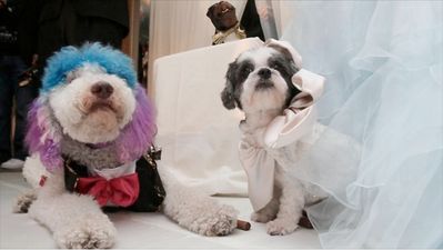 Wealthy Pooches Tie The Knot In Lavish New York Ceremony