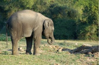 Worth a 100 Year Wait – Bull Elephant Arrives at Dublin Zoo