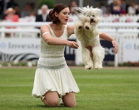 Pudsey Makes His First Million and Announces His AutobiDOGraphy