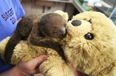 Two Year Old Toddler Saves Baby Sloth by Giving it Her Favourite Teddy Bear