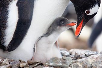 P-p-pick up a Penguin? Better Not – We Stress Them Out, Apparently