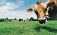 Milking It – Cows Replace Cash as College Admission Fees