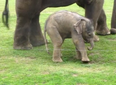 Cute Warning! Three Videos Showing Why We Love Baby Elephants