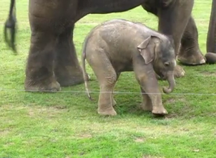 Cute Warning! Three Videos Showing Why We Love Baby Elephants