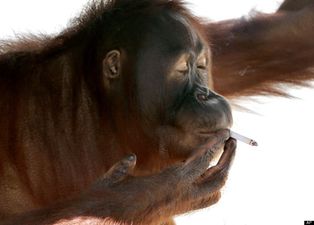 Holy Smokes! Zookeepers Want Orangutan Tori to Quit Smoking