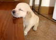 Video: Cute Puppy Falling Asleep