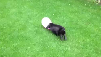 Possibly The Shortest Love Story Ever: A Bunny And His Balloon