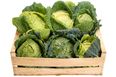 The New Super Foods: Research Reveals Cabbage and Milk may Prevent Breast Cancer