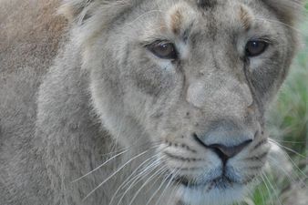 Get Ready to “Ooh” and “Aah” at Our Snaps From Dublin Zoo!