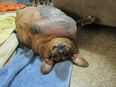 The World’s Fattest Dachshund Ditches the Fry-Ups in a Quest to Shed the Pounds