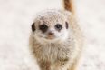 Cuteness Alert: Dublin Zoo Welcomes Two Baby Meerkats!