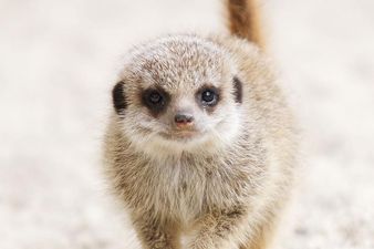 Cuteness Alert: Dublin Zoo Welcomes Two Baby Meerkats!