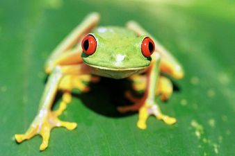 Man Finds Frog in Bag of Spinach
