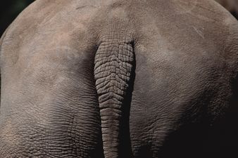 Junk in The Trunk: Is Your Desk Job Making Your Backside Bigger? It Could Be…