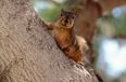 This Is Nuts! Ninja Squirrel Makes a Great Escape when Caught in the Kitchen