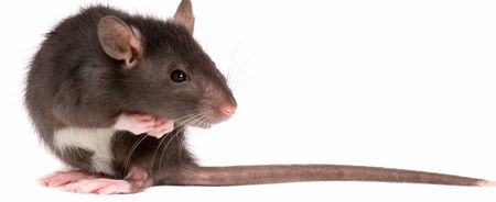 Puke! A Record Number Of Rats Will Invade Our Homes This Winter