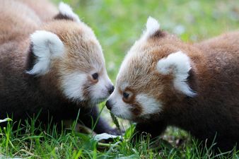 First Two Baby Meerkats, Now Two Baby Red Pandas! What Will Dublin Zoo Welcome Next?