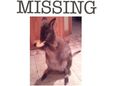Missing In Kilkenny: Keep Your Eye Out For A Wallaby
