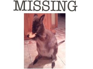Missing In Kilkenny: Keep Your Eye Out For A Wallaby