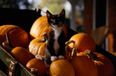 These Animals Go All Out For Halloween By Dressing Up And Carving Pumpkins