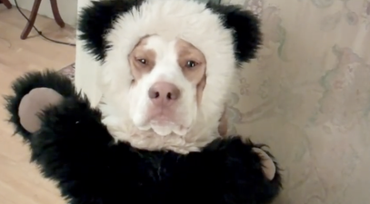 VIDEO: The Ultimate Dog Shaming