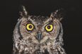 The Weirdest Job Description Ever? Owl-one Seeks ‘Night Time Watcher’