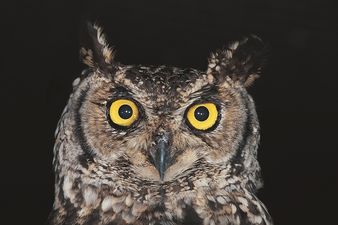 The Weirdest Job Description Ever? Owl-one Seeks ‘Night Time Watcher’