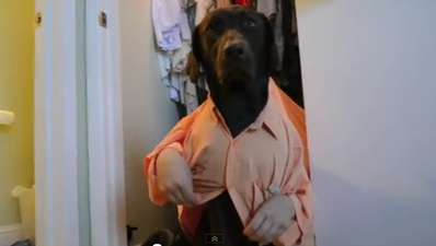 It’s A Dog’s Life: This Video Had Us Barking With Laughter!