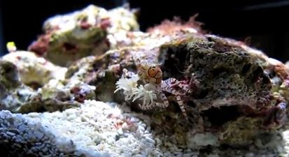 Not Only Is It a Cute Crab But It Is a Cute CHEERLEADING Crab