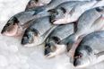 Eating Two Servings of Fish Per Week During Pregnancy Lowers ADHD Risk in Newborns