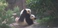 Panda Is Off The Menu: Chinese Clamp Down On Rare Animal Diners