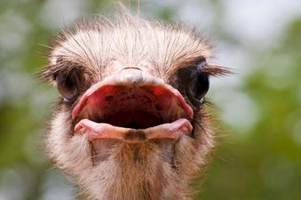 Lovesick Emu Causes Chaos as He Tries to Find a Female Friend
