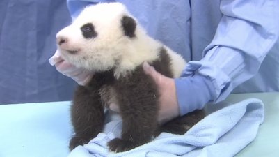 Adorable Alert: Little Baby Panda Goes For A Checkup