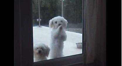 VIDEO: Cute, Talking Puppies – Who Could Resist?!