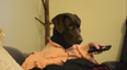 Video: Ruff Dog Day… “Getting Ready for the Day, Doggy Style”