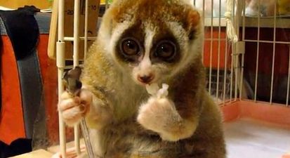 VIDEO: No Wonder People Are Loving This Little Loris