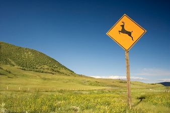 Oh Deer. Possibly The Most Ridiculous Call to a Radio Station Ever Placed