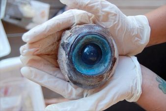 A Giant Creepy Eyeball Washes Up On a Florida Beach But Scientists Don’t Have A Clue Whose It Is