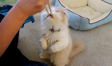 Turned Off Chinese Takeaways After The News Today? This Little Guy Isn’t…